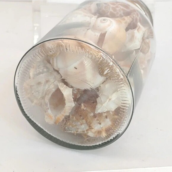 Florida Seashells in Glass Jar with cork Stopper NWOT Handmade Custom Gift - Picture 15 of 16